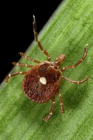 477px Amblyomma americanum tick 2