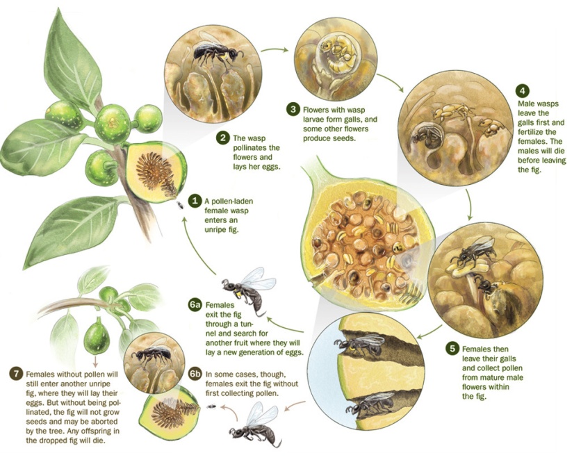 Life Cycle of Fig pollination with wasps