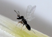 fig wasp