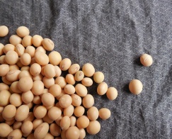 soybeans 182295 640