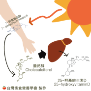 vitamin D synthesis