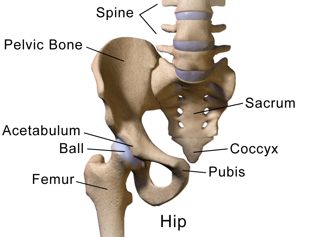 Blausen 0488 HipAnatomy