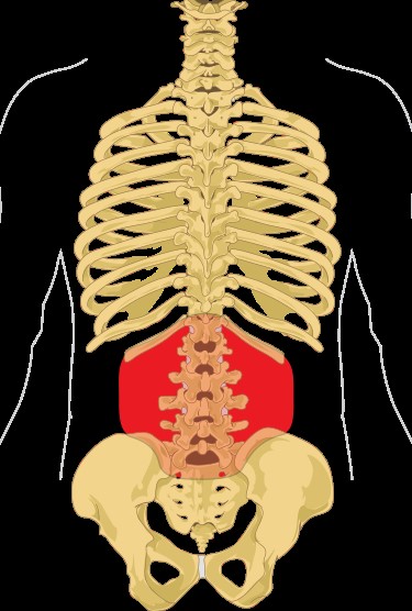 Lumbar region in human skeleton